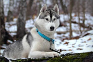 Early Symptoms of Diabetes in Dogs