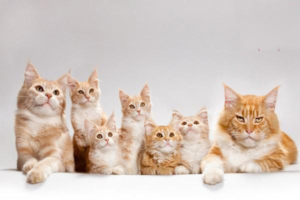 What Are the Benefits of Neutering a Cat