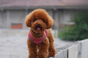 Why Are Dogs Afraid of the Vacuum?