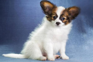 How to Treat Dog Bad Breath