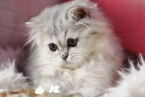 Best Time for Cat Spay/Neuter Surgery
