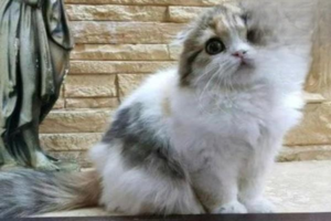 What to Do About Everyday Cat Shedding