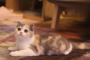 What Color Is a Cat’s Eye Discharge?