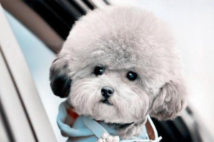 How to Tell If Your Dog Food Is Good