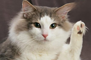 Home Treatment for Feline Rhinotracheitis (Cat Flu)