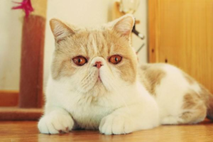 Early Symptoms of Feline Panleukopenia (Cat Distemper)