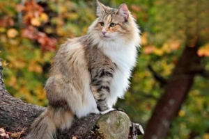 How Much Cat Food Should a Cat Eat Per Meal?
