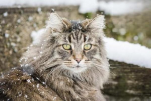 The Hidden Functions of a Cat’s Paw Pads