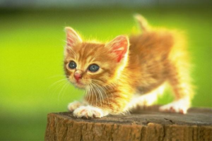Do Cats Have a Food-Transition Period?