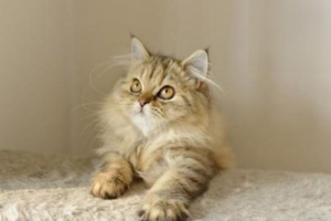 Should You Shave a Cat in Summer?
