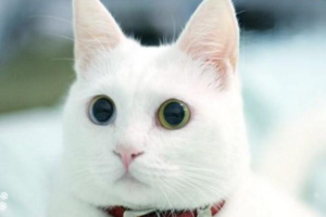 Ingredients Cats Cannot Eat