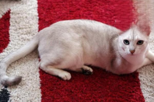 Signs Your Cat Fully Trusts You