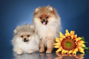 The Hidden Dangers of Near-Expiry and Damaged Dog Food