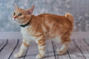 Can a Spayed Cat Grow Ovaries Back?