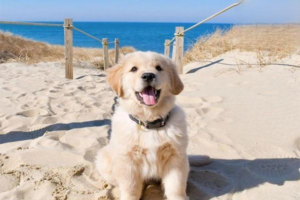 Symptoms of Amphetamine Poisoning in Dogs