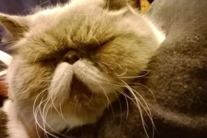 What Are Ringworm in Cats and Dogs