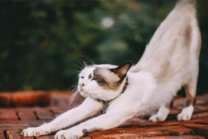 Probability a Cat Carries Rabies Virus