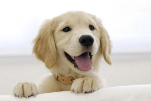 Can Dogs Eat Rice?