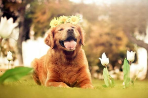 Why Some Dogs Dislike Their Owners