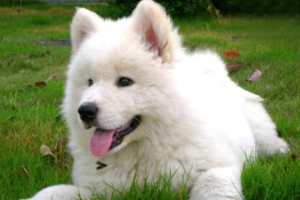 Symptoms of Dystocia in Dogs