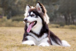 Causes and Prevention of Diarrhea in Newborn Puppies