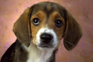 Causes of Body Odor in Dogs