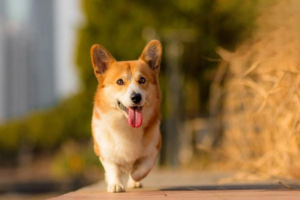 What to Do About Your Dog’s Double Row of Teeth