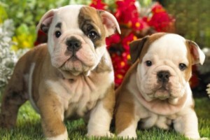 Causes of Diarrhea in Two-Month-Old Puppies