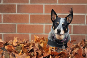 Canine Distemper Sequelae: What They Are and How to Treat Them