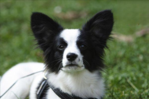 Why a Puppy Has Bloody Diarrhea and How to Treat It