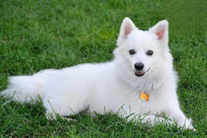Understanding Why Your Dog Produces Excessive Eye Discharge