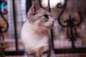Essential Items for Pet Owners