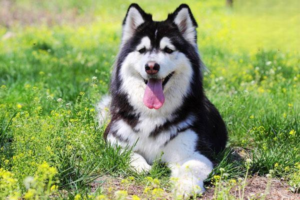 Is It Bad for a Dog to Eat Too Fast?