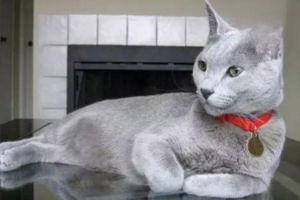 Weird Things Your Cat Does to Show Love