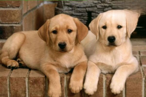 What to Do When Your Puppy Has Excessive Tearing