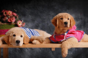 Why Dogs Lunge on Walks