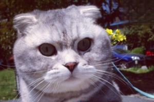 Maddening Cat Shedding