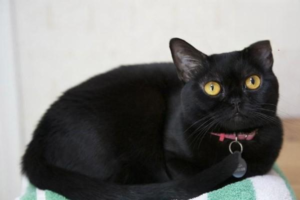 Do Cats Cry from Sadness?