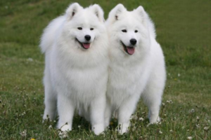 13 Secrets About Your Dog’s Paws