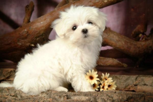 Dog Diabetes: Symptoms and Treatment