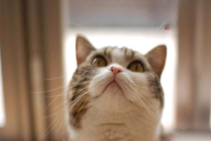 Why Your Cat Vomits Yellow Foamy Liquid