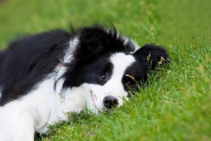 What Is Dog Folliculitis?
