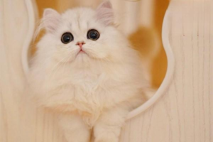 Overview of Metronidazole Toxicity in Cats