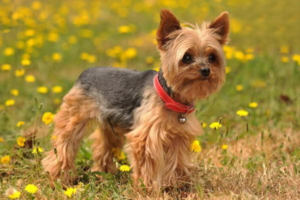 Is Dog Meningitis Contagious?