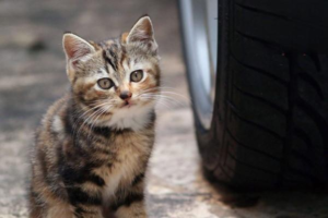 Symptoms and Causes of Cat Poisoning