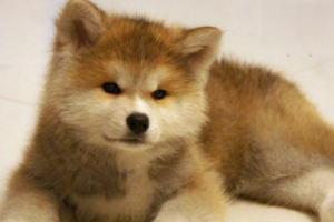 What to Do When a Dog’s Eyes Are Inflamed