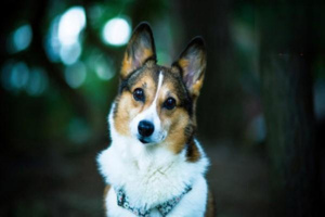 Symptoms and Treatment of Rheumatoid Arthritis in Dogs