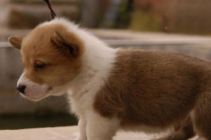 What Is Dog Kidney Failure? Symptoms and Treatment