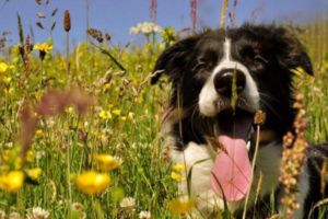 Treatment for Dog Diarrhea