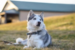 What Happens If a Dog Gets Aspergillus Mold